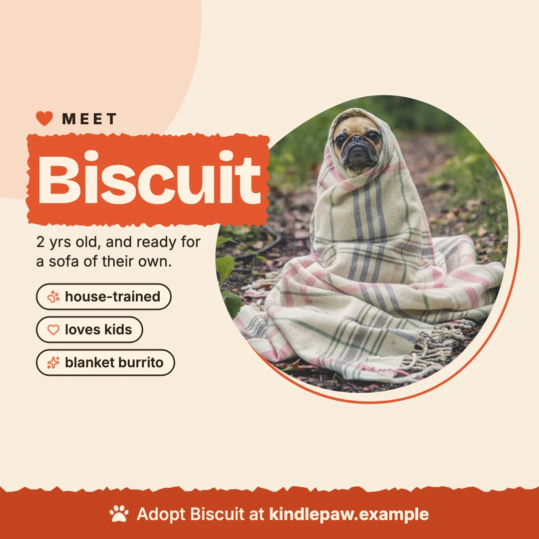 Meet Biscuit: a pug wrapped in a blanket