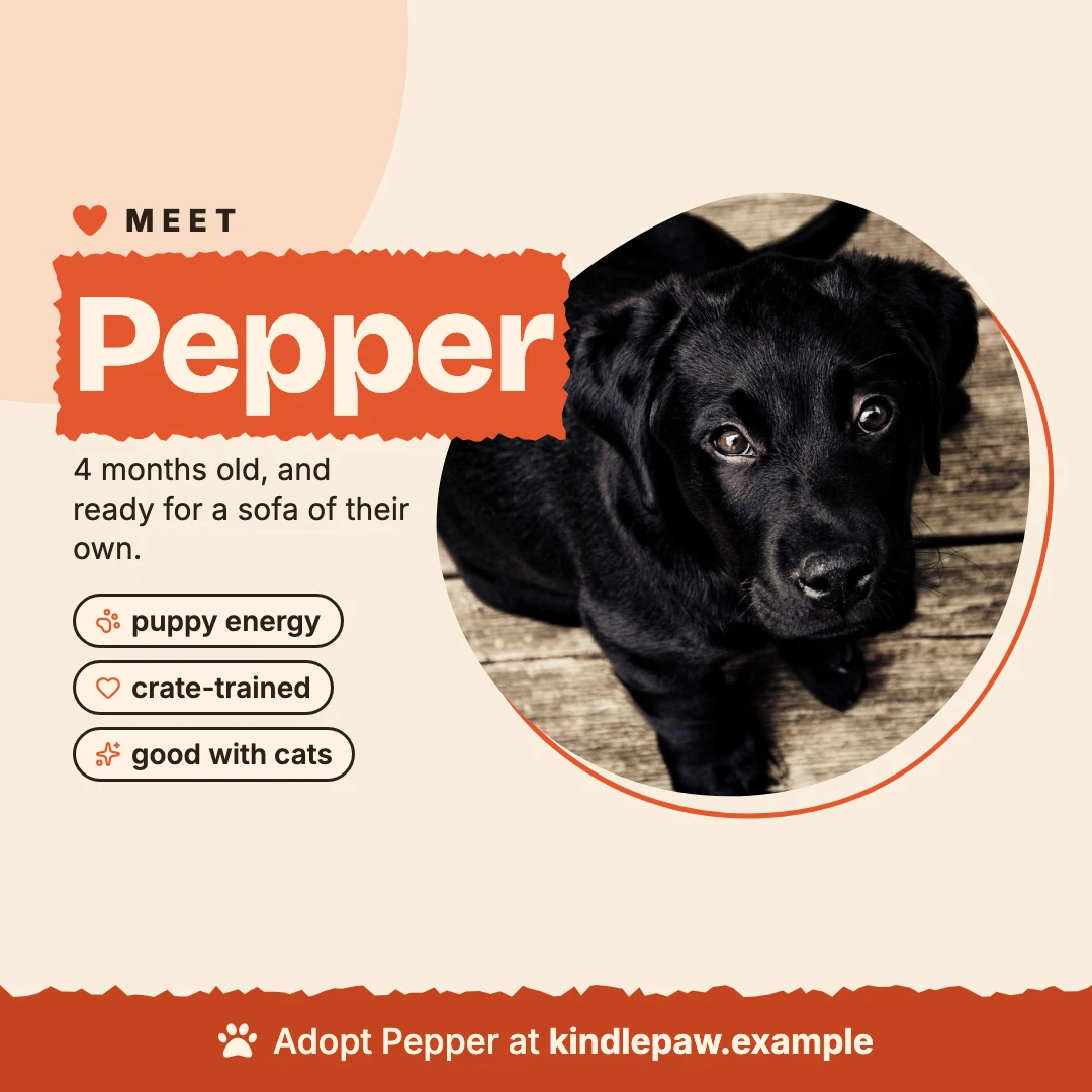 Meet Pepper: a black lab puppy