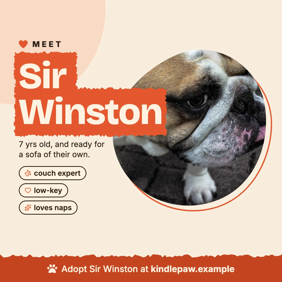 Meet Sir Winston: a bulldog
